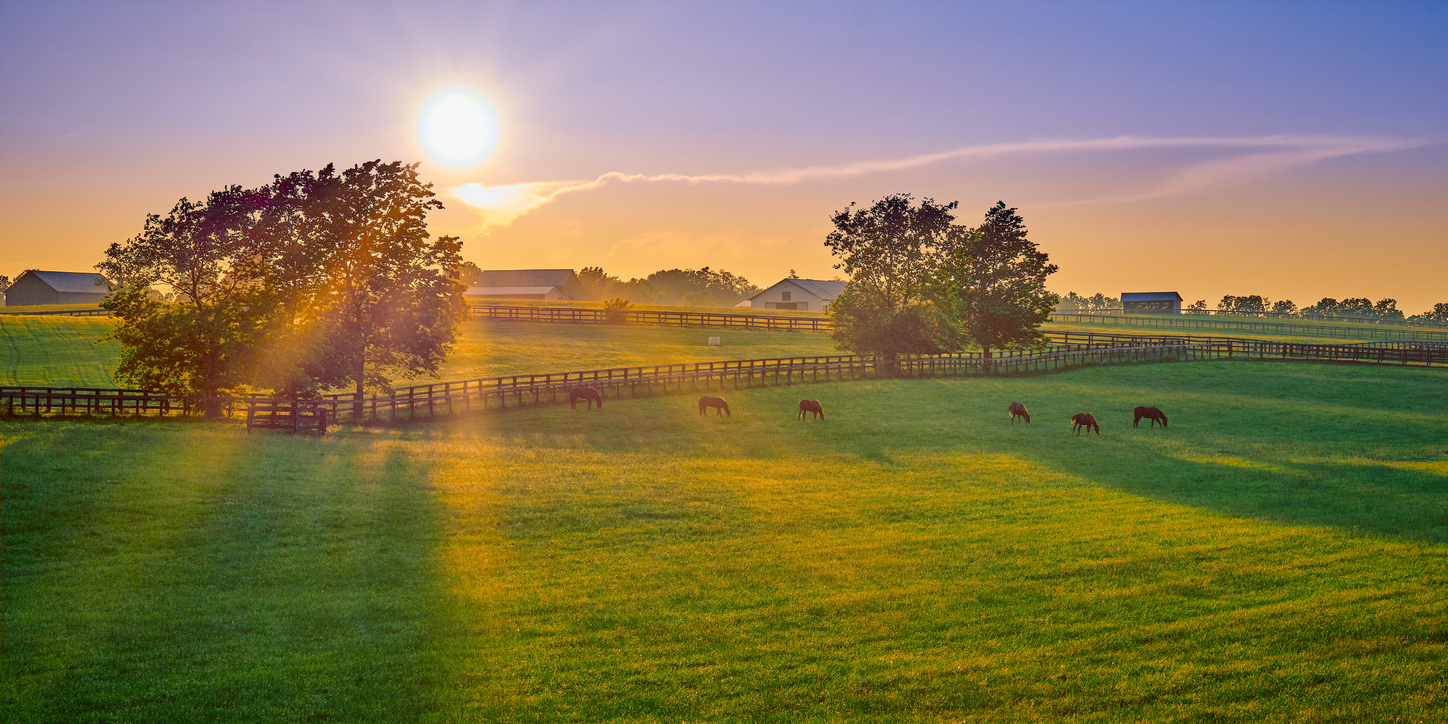 Thoroughbred horses grazing at sunset in a field. A fitting symbol for Kentucky's Newest Marketing Team - Bourbon Trail Consulting