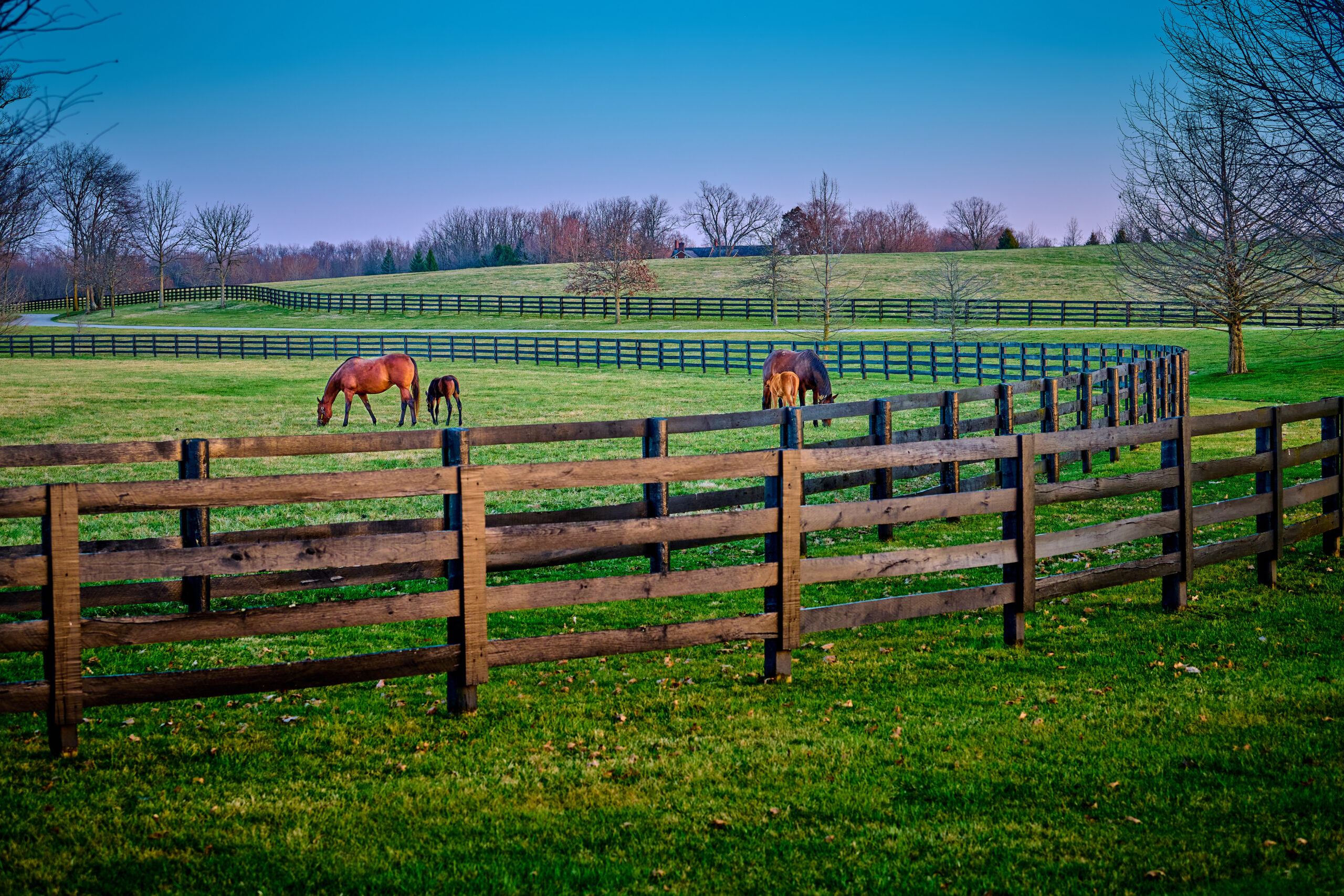 It's spring in Lexington Ky and a pair of mares and foals grazing on early spring grass at a thoroughbred farm.